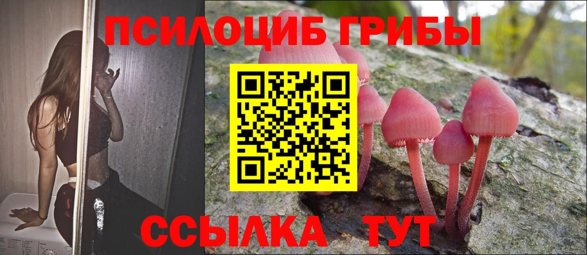 Псилоцибиновые грибы Psilocybine cubensis Барнаул